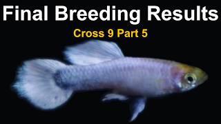 Cross 9 Part 5 – Small Fish Tank Tour and Final Phenotypic Results from a Snow White Guppy Breeding