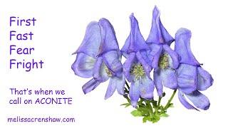 #1 Aconitum Napellus (Aconite) - Homeopathic Remedy