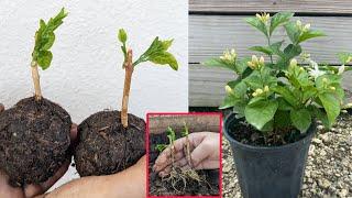 plant arabian jasmine by cutting its stem with simple technique