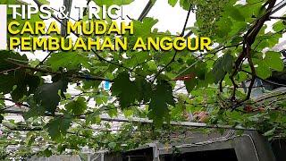 TIPS&TRICK CARA MUDAH PEMBUAHAN ANGGUR