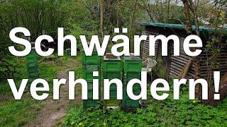 Imker sauer: Bienen-Schwarm abgehauen? - Schwärme verhindern! Schwarmverhinderung im Mini Plus