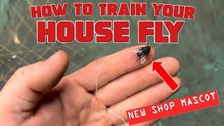 Rope-a-Dope! Can You Train a House Fly?