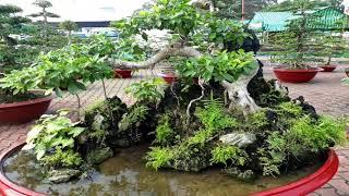 Beautiful landscape and rockery bonsai tree part1