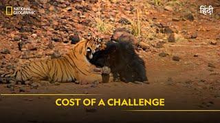 Cost of a Challenge | Animal Fight Club | हिन्दी | Full Episode | S4 - E8 | National Geographic