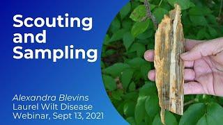 Laurel Wilt Disease: Scouting and Sampling