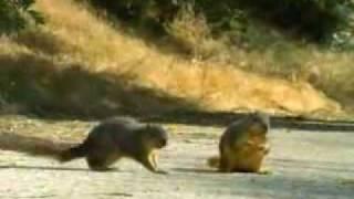 Geico Car Insurance Squirrel Commercial