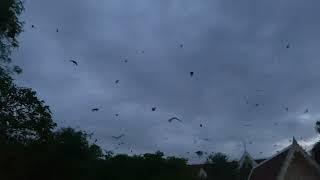 Bat Sounds Flying in the Air | Bat Noise Flying | Bat Sounds | Bat Calling