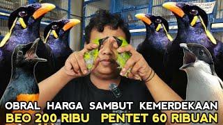 HARGA MERDEKABEO PAUD MH 200'RB PENTET 60'RB MURAI BATU GACOR SERIBUAN DI PASAR BURUNG PRAMUKA