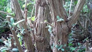 How to Cut back a Buddleja