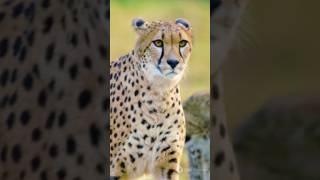 Cheetah elephant and lion perilous journey #animals #wildlife #shorts