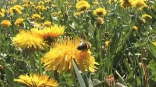 MedienLB Lebensraum Wiese - Einheimische Tiere und Pflanzen