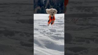 The Snow Madman ️ #funny #dog #funnydog #dog #funny