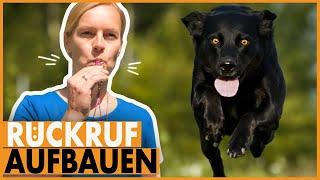 Rückruftraining Hund I So lässt dein Hund sich sicher abrufen I Tipps für den sicheren Rückruf