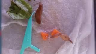 Baby Rosy Wolf Snail (Euglandina rosea) moving around.