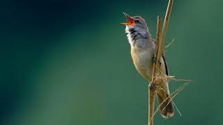 Bird sounds – Great reed warbler (Acrocephalus arundinaceus)