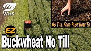 Buckwheat No Till Food Plot How To