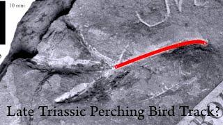 Birds Before Dinosaurs?