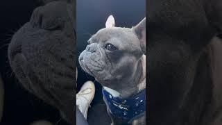 ac: gangstercatsofficial #frenchbulldog #frenchielovers #frenchies #bulldog #comedy #dog #frenchie