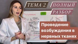 Физиология возбудимых тканей 2|Проведение возбуждения|Нервные волокна|Синапсы и медиаторы