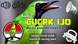 NEW!!! MASTERAN CUCAK IJO PILIHAN JURI SENASIONAL JUARA NO. 1 FULL ISIAN JERNIH #cucakijo #juara