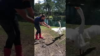 Quackers ....Goose who only loves humans at Rescue Life