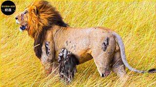 負傷したライオンが苦しみ続ける30分間 | 野生動物ドキュメンタリー