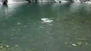 米格魯小two也會水中咬球+游泳