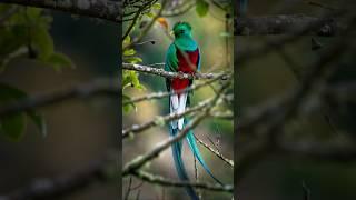 Fascinating Quetzal Bird Facts Revealed #quetzal