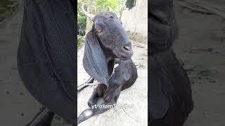 Goat Sound Umm Umm Bakri Ki Awaz | Black Goat Lite Sound, Iam Tobibul