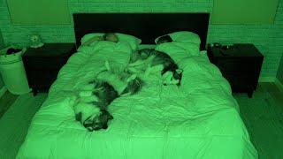 What Sleeping With Two Snuggly Huskies Is Like..