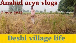 dhan की katai l  Anshul arya vlogs l village life deshi