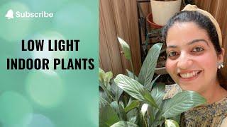 Best Low Light Indoor Plants | पौधे जो कम रोशनी में घर के अंदर उगते हैं #Shorts