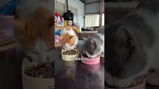 Aboriginal working cats by the sea record the daily honesty of cats P40PLUS Honesty Gold Sprint