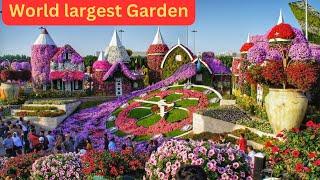 Miracle Garden Dubai 2023 || The World’s Largest Natural Flower Garden