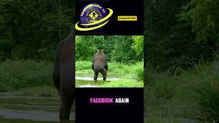 Gorilla Making it's Rounds Claimed as a Bigfoot #bigfoot