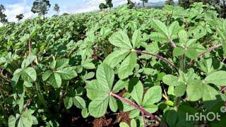 Inside the Multimillion Dollar Farming industry in Maasai Land by the Kisii #farming part 1