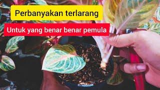 Perbanyakan terlarang untuk  yang benar benar para pemula#aglaonema #plants #tanamanhias