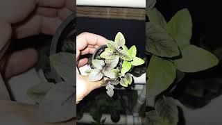 CULTIVO HIDROPÓNICO ALBAHACA MORADA