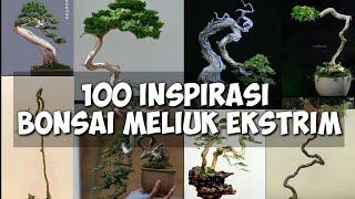 INSPIRASI BONSAI MELIUK EKSTRIM