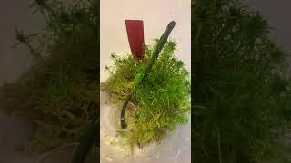 Второй вариант наращивания Корней детки на цветоносе в бутылке