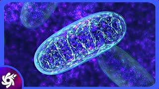 Mitochondria in 3 minutes(SIMPLE)