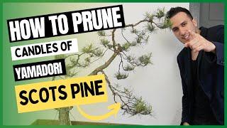 Candle pruning scots pine