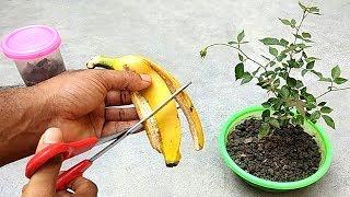 Easy and free fertilizer for any plants | Banana peel fertilizer