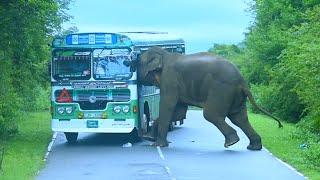 Elephant Attack Bus #elephantattack