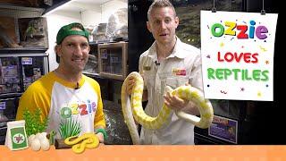 Learn About Snakes For Pets | Reptiles for Kids
