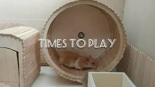 DIY Hamster Wheel