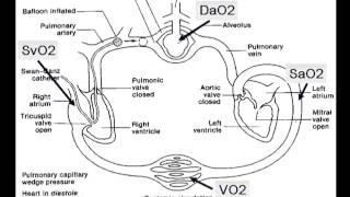 Oxygen delivery and consumption