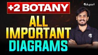 Plus Two Biology | Botany All Diagrams | Public Exam 2025 | Eduport Plus Two