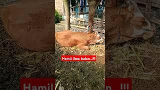 #shorts #shortvideo #trendingshorts #sapibrahman #sapilimousin #sapisimental #fyp #viralvideo #viral