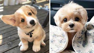 Cute Puppies Doing Funny Things, Cutest Puppies in the Worlds 2020    Cutest Dogs